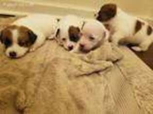 Jack Russell Terrier Puppy for sale in Inverness, FL, USA