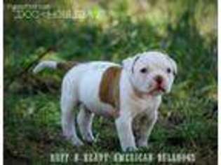 American Bulldog Puppy for sale in Palo Cedro, CA, USA