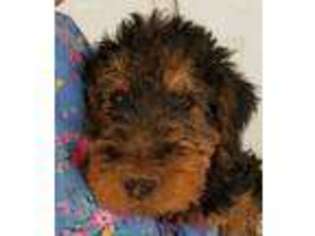 Airedale Terrier Puppy for sale in Laguna, NM, USA