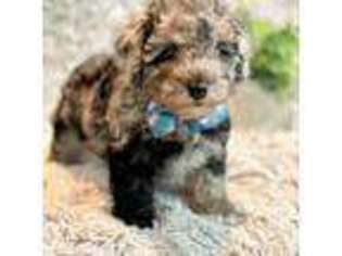 Mutt Puppy for sale in Hawarden, IA, USA