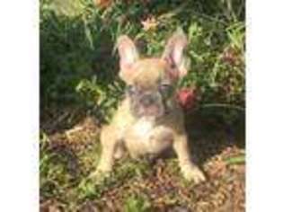 French Bulldog Puppy for sale in Hope, KS, USA