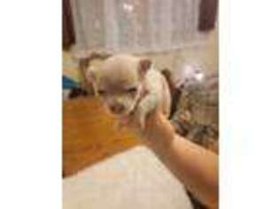 Chihuahua Puppy for sale in Penns Grove, NJ, USA