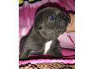 French Bulldog Puppy for sale in Joshua, TX, USA