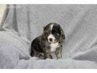 Cocker Spaniel Puppy for sale in Billings, MT, USA
