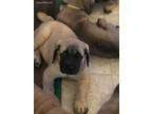 Mastiff Puppy for sale in Evart, MI, USA
