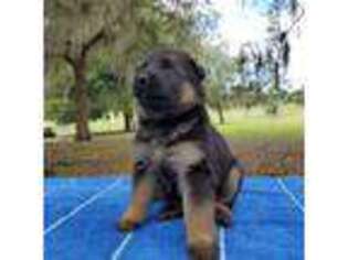 German Shepherd Dog Puppy for sale in Pomona Park, FL, USA
