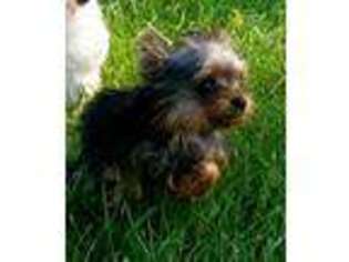 Yorkshire Terrier Puppy for sale in Niles, MI, USA
