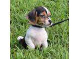 Beagle Puppy for sale in Port Richey, FL, USA