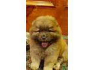 Chow Chow Puppy for sale in Bolivar, MO, USA