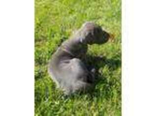 Great Dane Puppy for sale in Albert Lea, MN, USA