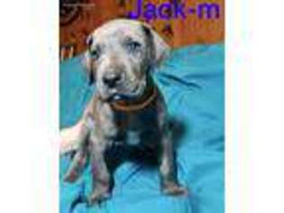 Great Dane Puppy for sale in Wellsburg, NY, USA