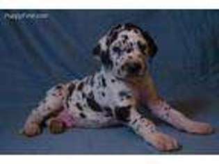 Great Dane Puppy for sale in Brownsville, OR, USA