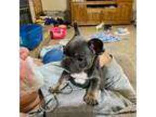 French Bulldog Puppy for sale in Pulaski, MS, USA