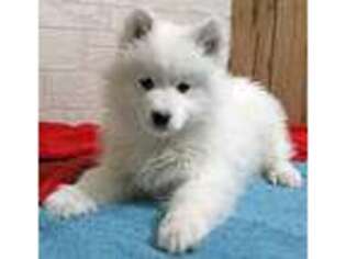 Samoyed Puppy for sale in Andover, OH, USA