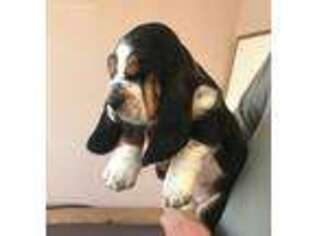 Basset Hound Puppy for sale in Elbert, CO, USA