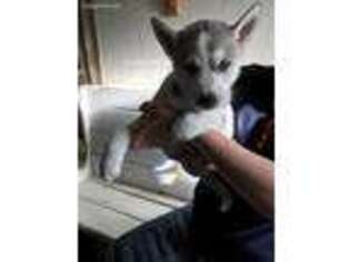 Siberian Husky Puppy for sale in Stillwater, OK, USA