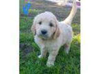 Goldendoodle Puppy for sale in Hampstead, NC, USA