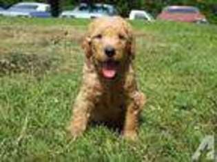 Labradoodle Puppy for sale in QUEBECK, TN, USA