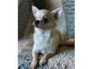 Chihuahua Puppy for sale in Costa Mesa, CA, USA