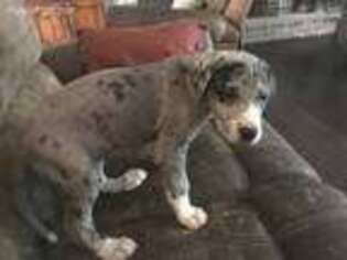 Great Dane Puppy for sale in Franklin, KY, USA