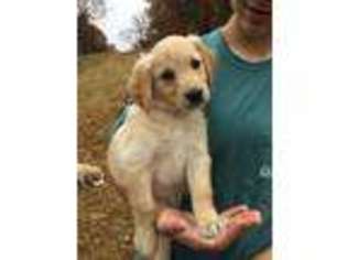 Goldendoodle Puppy for sale in Cave Springs, AR, USA