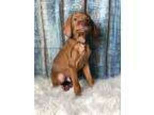 Vizsla Puppy for sale in New Burnside, IL, USA