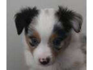 Miniature Australian Shepherd Puppy for sale in Adair, IA, USA