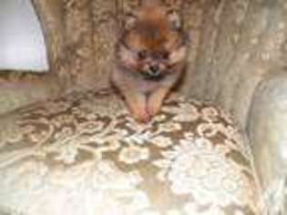 Pomeranian Puppy for sale in PAGELAND, SC, USA