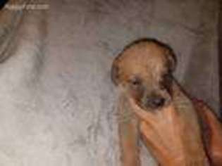 Cane Corso Puppy for sale in Monmouth, IL, USA