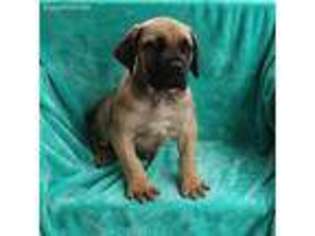 Boerboel Puppy for sale in Gap, PA, USA