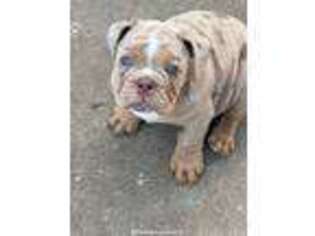 Bulldog Puppy for sale in Nevada, MO, USA