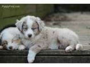 Miniature Australian Shepherd Puppy for sale in Scroggins, TX, USA