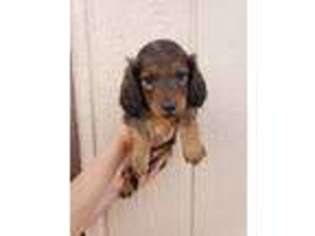 Dachshund Puppy for sale in Lemitar, NM, USA
