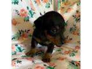 Dachshund Puppy for sale in Bell, FL, USA
