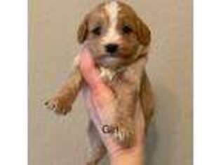 Cavapoo Puppy for sale in Sallisaw, OK, USA