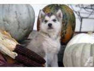 Alaskan Malamute Puppy for sale in TOPEKA, KS, USA