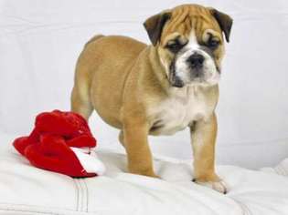 Bulldog Puppy for sale in North Miami Beach, FL, USA
