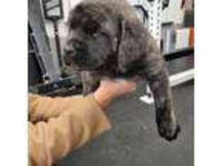 Mastiff Puppy for sale in Van Horne, IA, USA