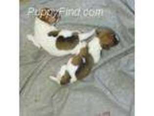 Jack Russell Terrier Puppy for sale in Morgantown, KY, USA