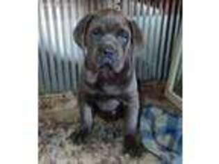 Cane Corso Puppy for sale in Poland, IN, USA