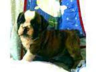 Bulldog Puppy for sale in AUSTIN, TX, USA