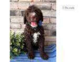Portuguese Water Dog Puppy for sale in Canton, OH, USA