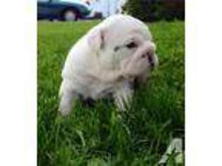 Bulldog Puppy for sale in FAIRMOUNT, IN, USA