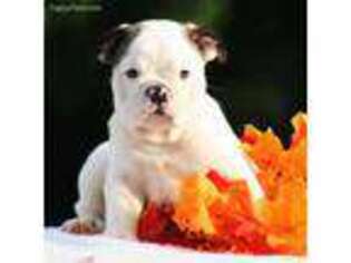 Bulldog Puppy for sale in Pembroke Pines, FL, USA