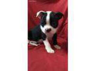 Boston Terrier Puppy for sale in Grovetown, GA, USA