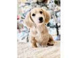 Dachshund Puppy for sale in Forney, TX, USA
