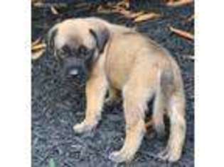 Mastiff Puppy for sale in Willow Street, PA, USA