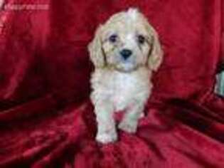 Cavapoo Puppy for sale in West Lafayette, OH, USA