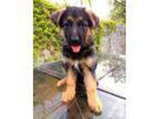 German Shepherd Dog Puppy for sale in CITY OF INDUSTRY, CA, USA