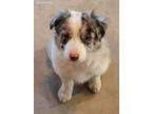 Border Collie Puppy for sale in Tonganoxie, KS, USA